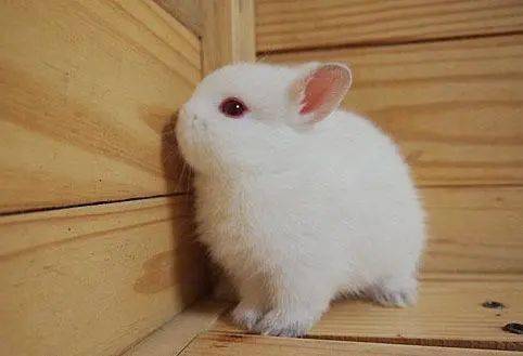 3世界上最小的兔子叫 荷兰矮兔,又叫做荷兰侏儒兔.