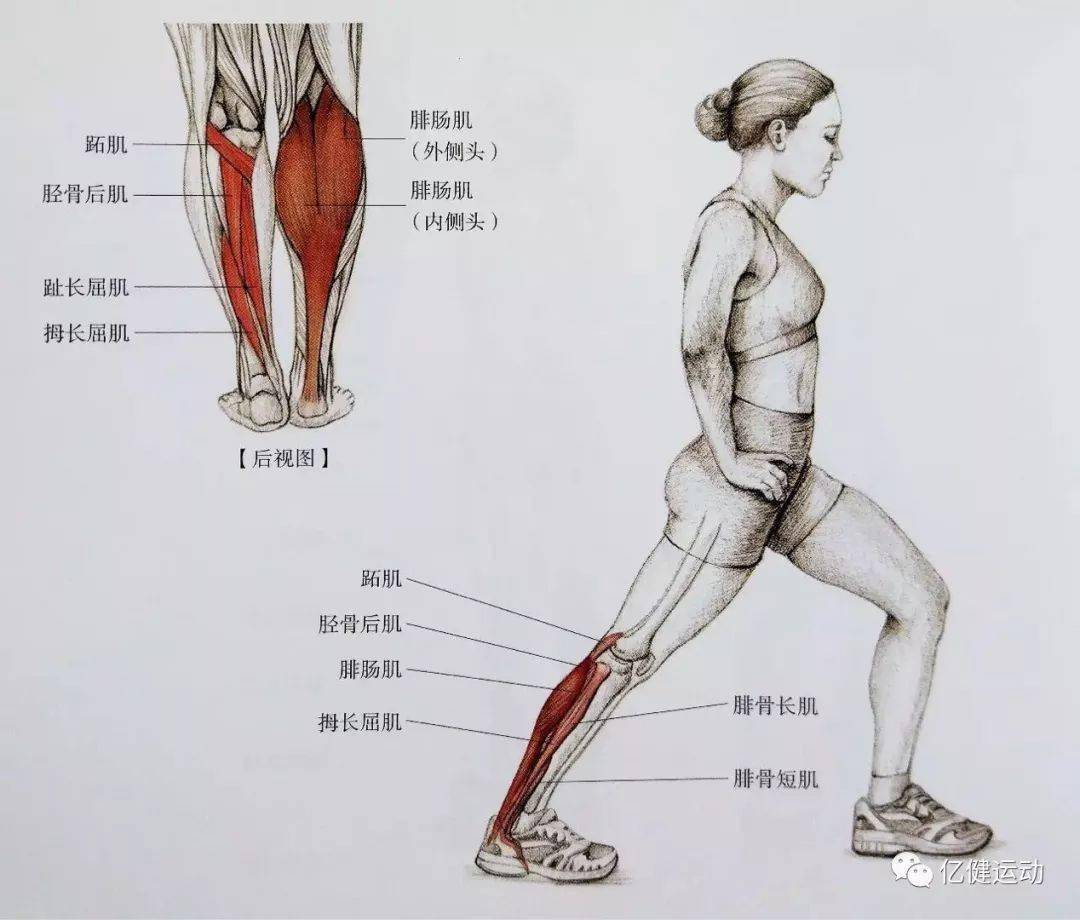 怎么样拉伸小腿 3f38af0b18664091acc4d9b375cd364f.jpeg