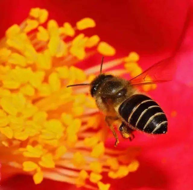 密蜂的资料 5af5a80d4a8e45e69bd47491b6c634f6.jpeg