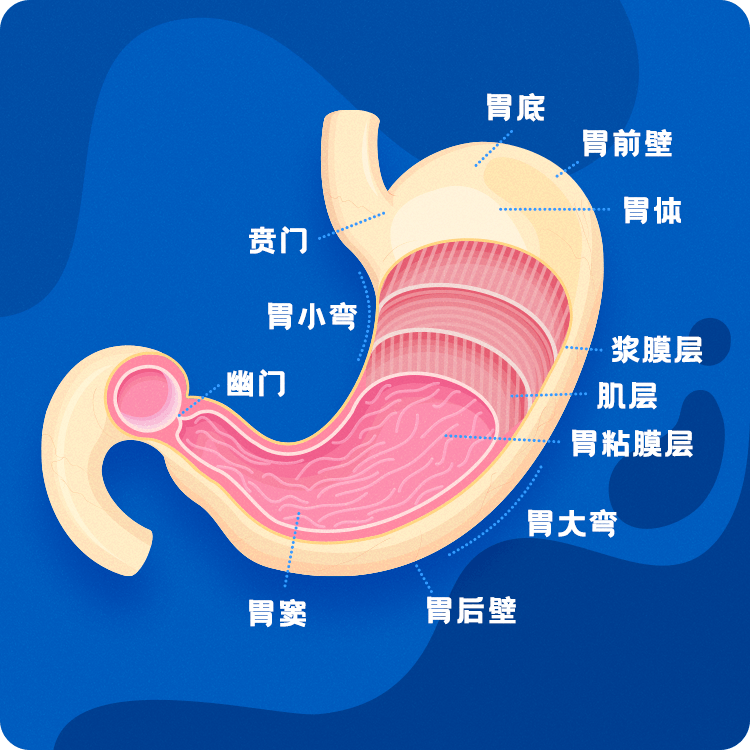 上部称胃底,中部称胃体,下部称胃窦; 右侧较短称为胃小弯,左侧较长称
