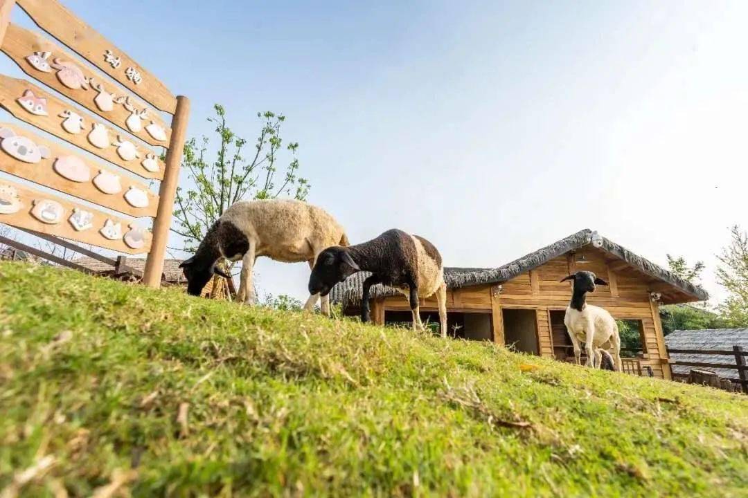 丨莫干溪谷实拍图来到竹林,茶海掩映下的莫干山脚下,你将住进稻田与