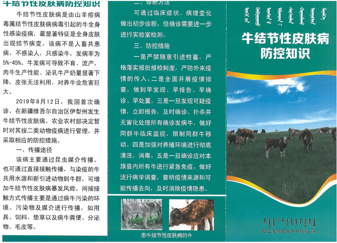 知识角阿巴嘎旗牛结节性皮肤病防控知识蒙汉文