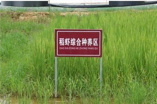 潜江推广虾稻种养和秸秆综合利用协同发展新模式