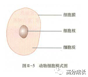 三,观察制作口腔上皮细胞的临时装片