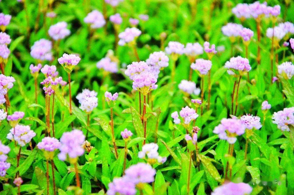 生态|寒山湖畔,蓼子草花正恣意盛放