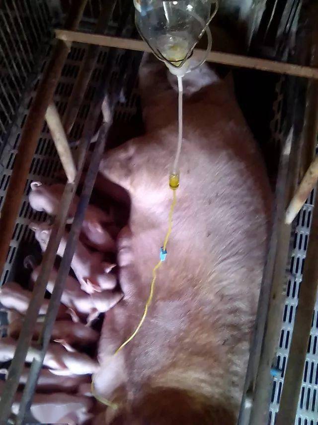给猪打吊瓶其实很简单一看即会