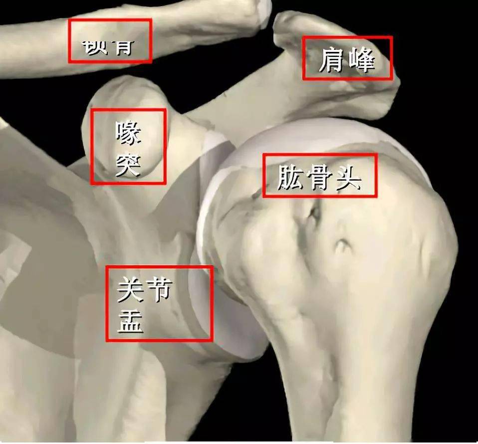 图文| 肩袖解剖及损伤查体方法