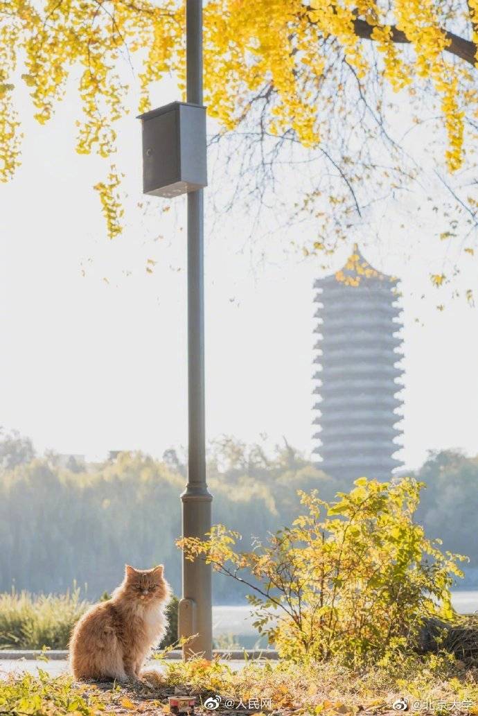 校园|醉了醉了！全国高校秋色大赏来了