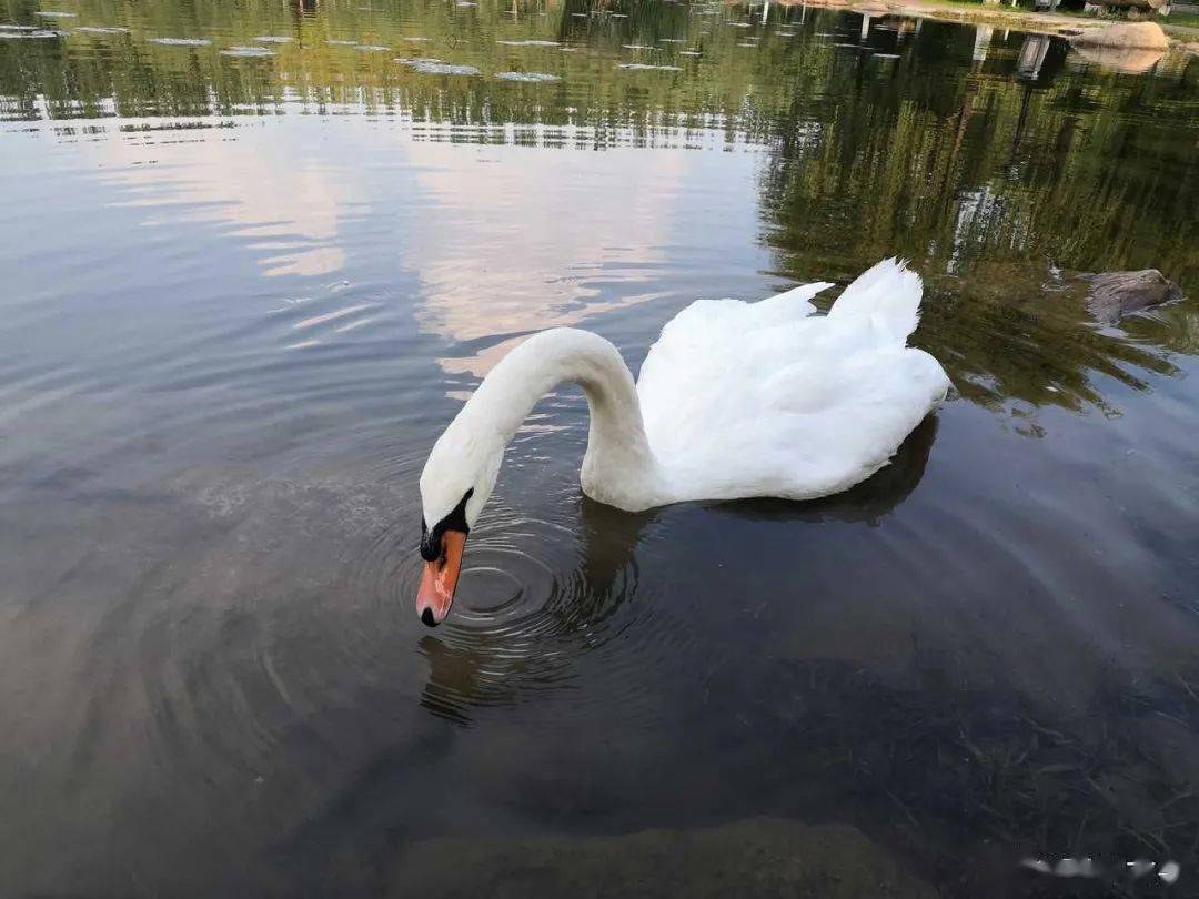 官宣|高校“官宣”秋景来了，有你的校园记忆吗？