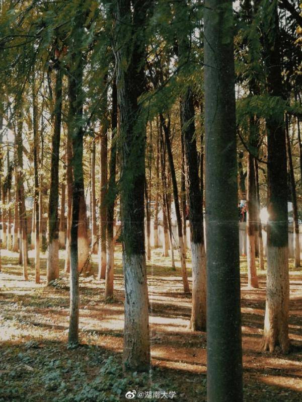 秋景大|高校秋景大赏丨想在春天种下一片色彩 在秋天送给你