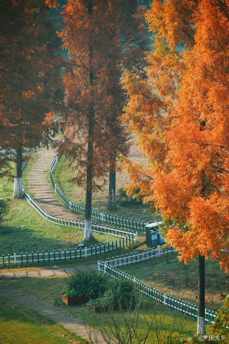 官宣|高校“官宣”秋景来了，有你的校园记忆吗？