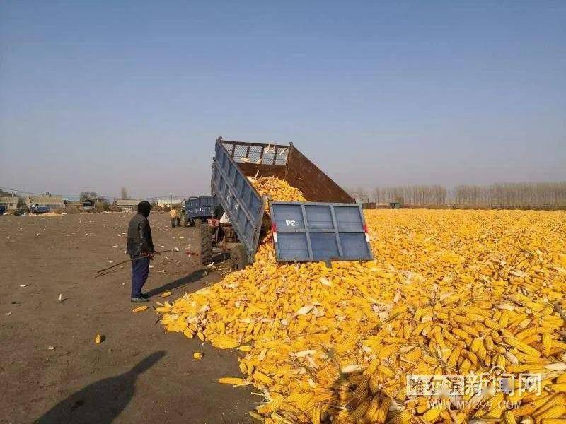 2020年最新玉米收割_2021-2026年中国玉米联合收割机行业市场全景调研及投