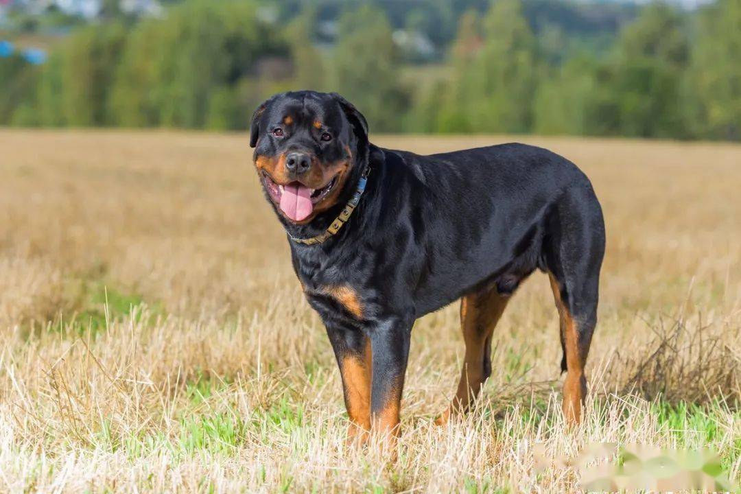 罗威纳犬