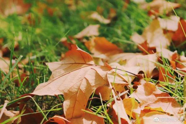 秋景大|高校秋景大赏丨想在春天种下一片色彩 在秋天送给你