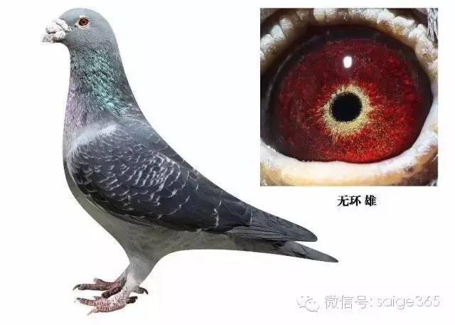 种鸽留种