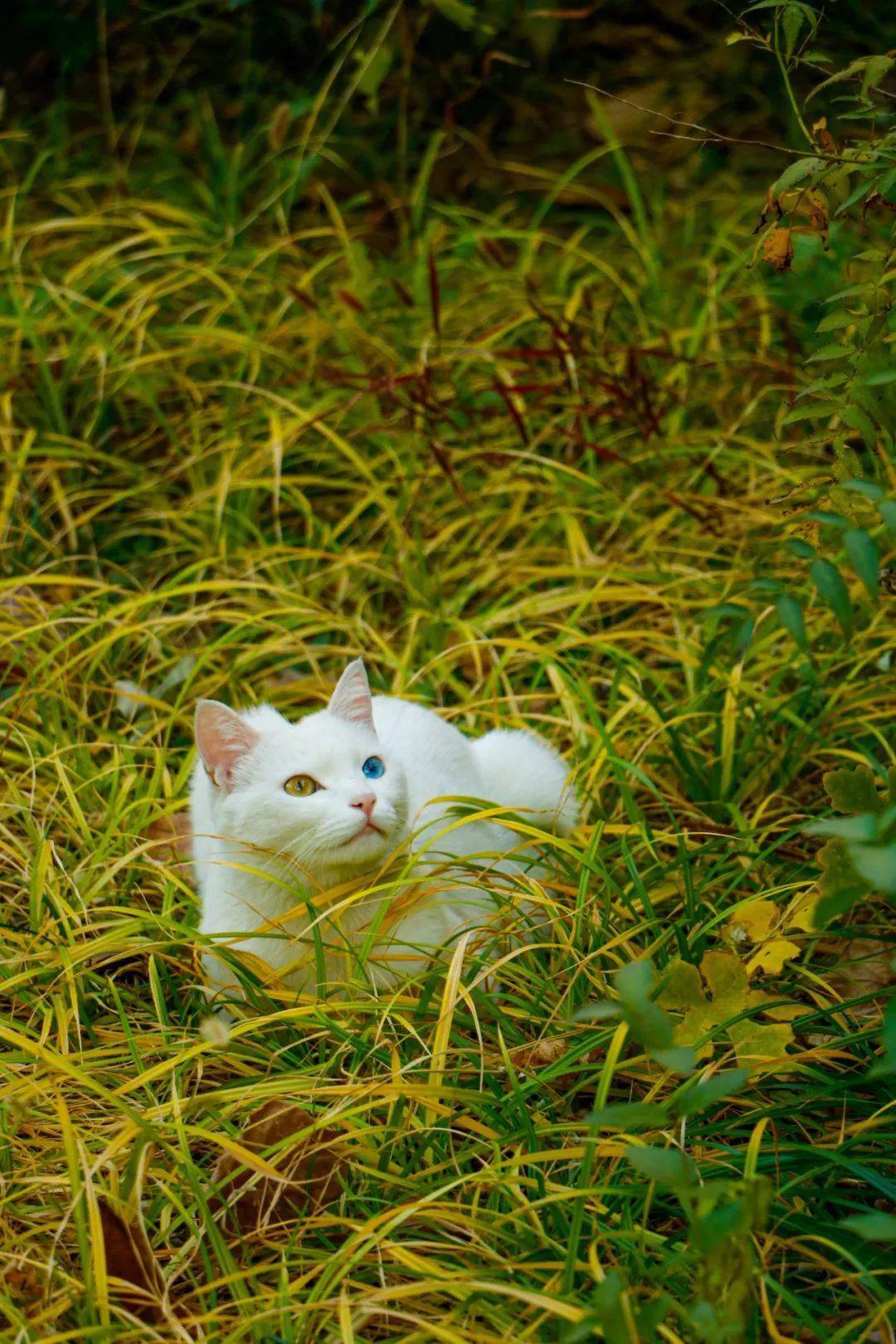 官宣|高校“官宣”秋景来了，有你的校园记忆吗？