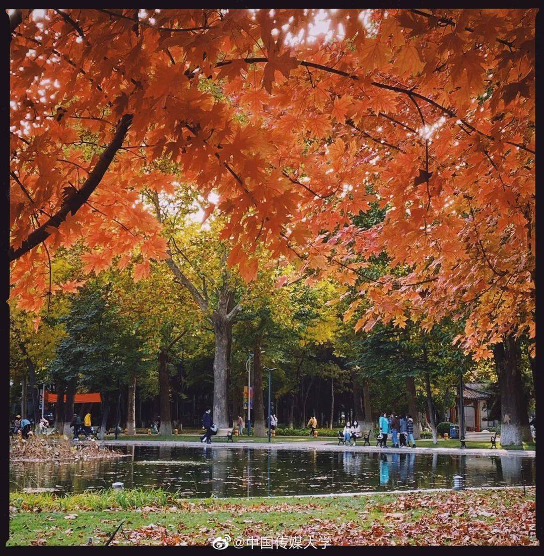 官宣|高校“官宣”秋景来了，有你的校园记忆吗？