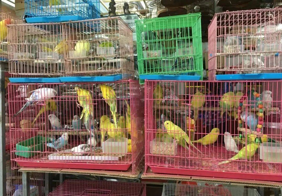 亚洲最大花鸟市场被拆!我们去哪里打卡?