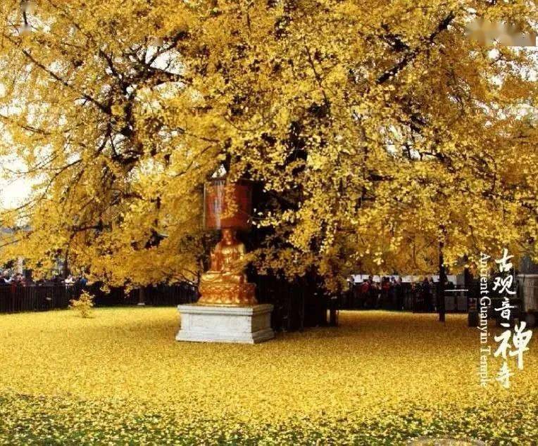 西安·古观音禅寺