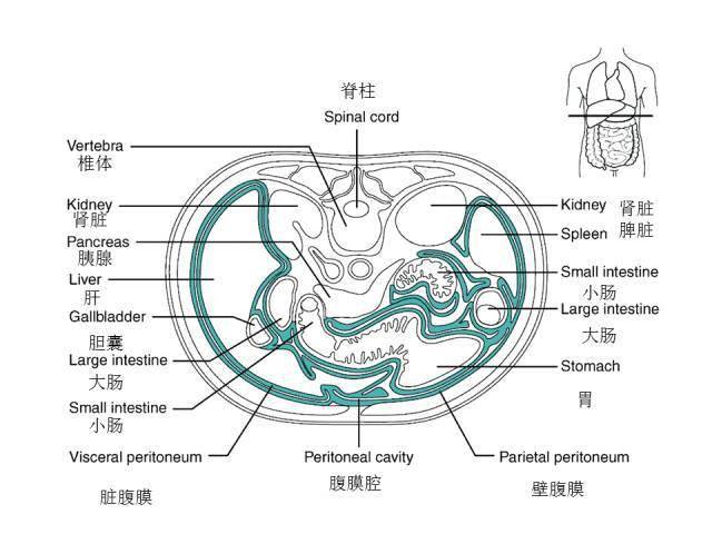 芳疗学习腹部及消化道解剖图谱