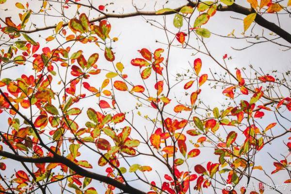 秋景|惊艳！高校官宣秋景来了，有你的母校吗？