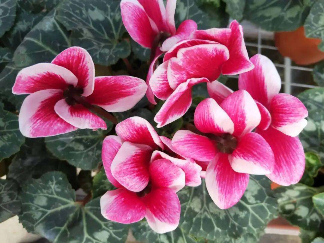 花,兔子花,一品冠,篝火花,翻瓣莲,是报春花科,仙客来属多年生草本植物
