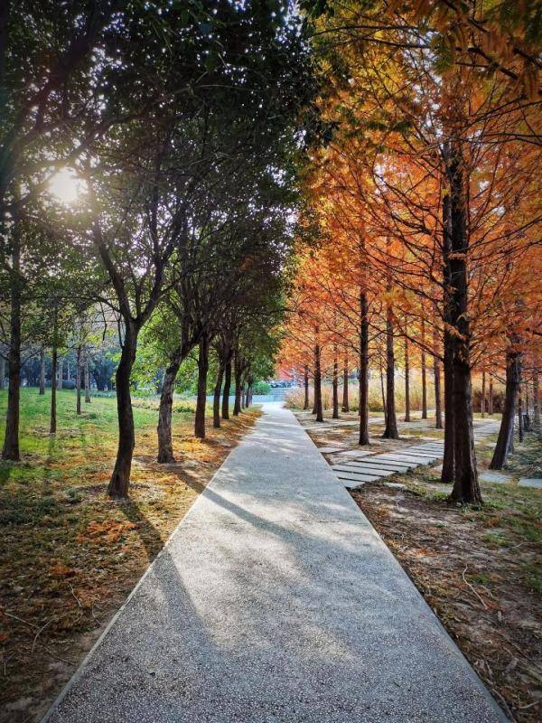 秋景|惊艳！高校官宣秋景来了，有你的母校吗？