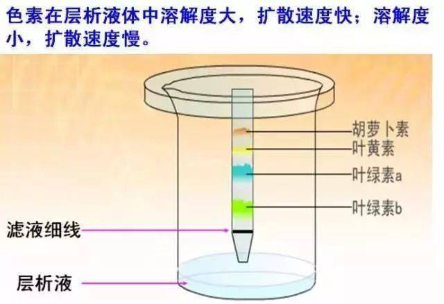 泡泡糖的原理是什么_大大泡泡糖(3)