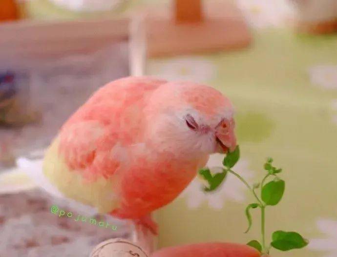 甜美迷人的水蜜桃鹦鹉