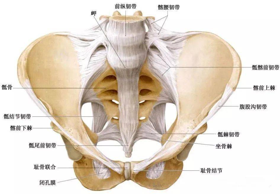 腰痛与骶髂关节相关_尾骨