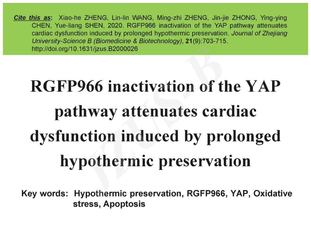 浙江大学沈岳良等rgfp966通过抑制yap通路活化减轻长时程低温保存诱导