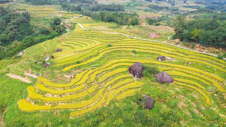 海南五指山:牙胡梯田 大地染金