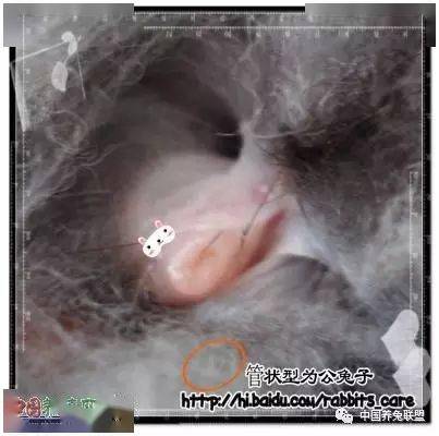 图片详解:教你如何分辨公母兔