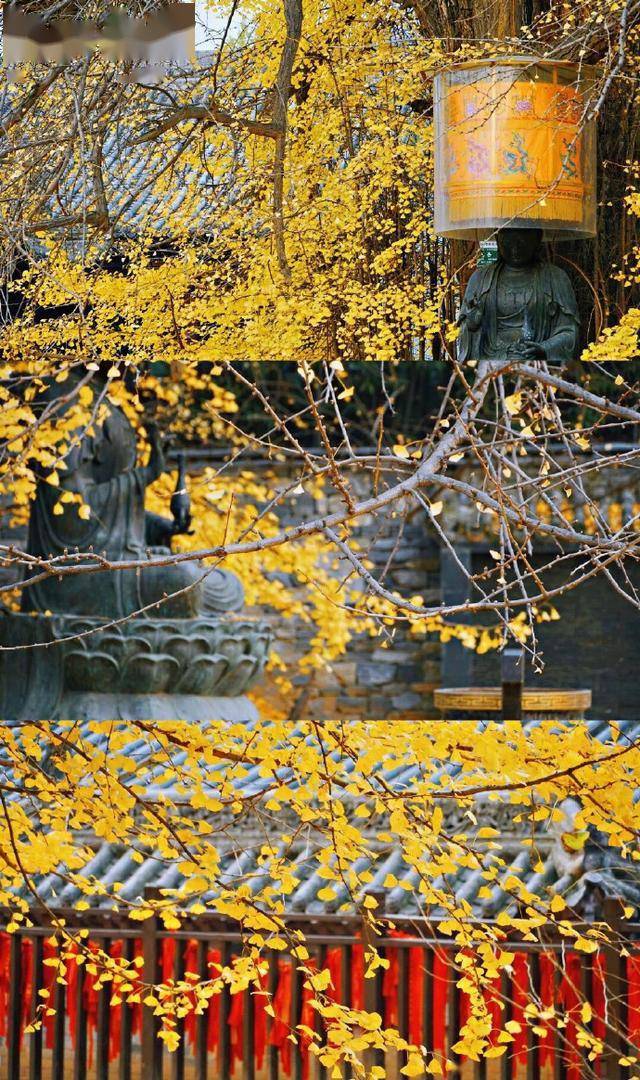 西安观音禅寺,古银杏树,春来秋往,守着古寺,守着古泉