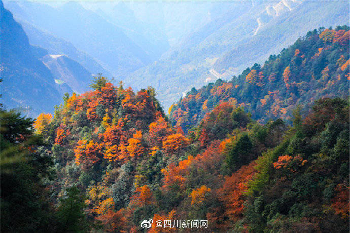 抓紧这周末出去耍哦！今年四川第三期红叶 观赏指数出炉_风景区