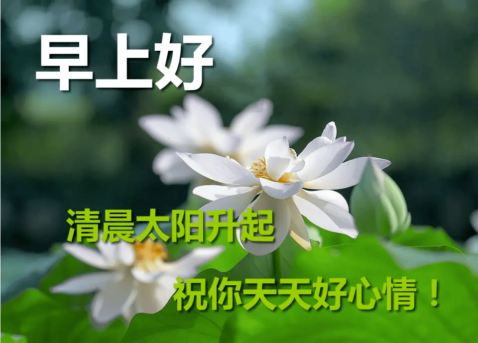 11月6日,最漂亮早上好动态表情图片大全,早晨好美图大全