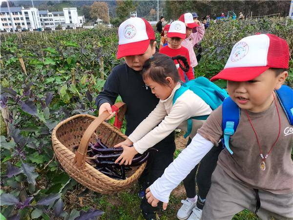 黟县|黟县渔亭幼儿园：走进蔬菜园 尽享丰收乐
