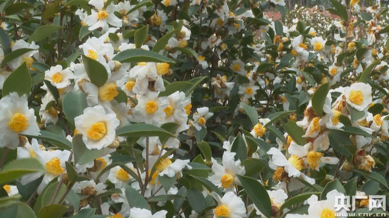 江西万安：油茶花开 香飘山野_游客