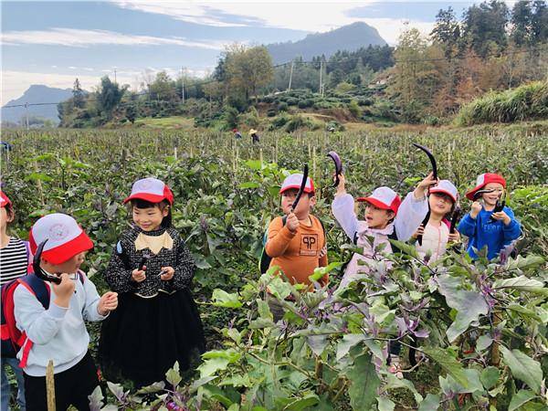 黟县|黟县渔亭幼儿园：走进蔬菜园 尽享丰收乐