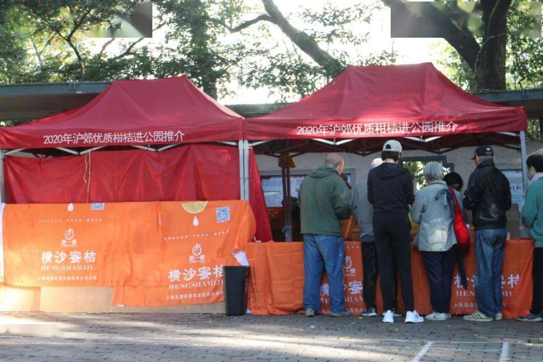 每斤2元！长宁这两个公园正在出售上海本地柑橘......._居民