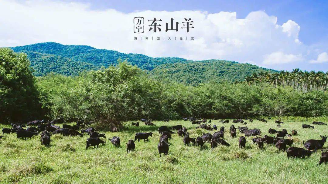 南海系列人才丨罗东博开创万宁东山羊基础母羊银行产业扶贫新模式