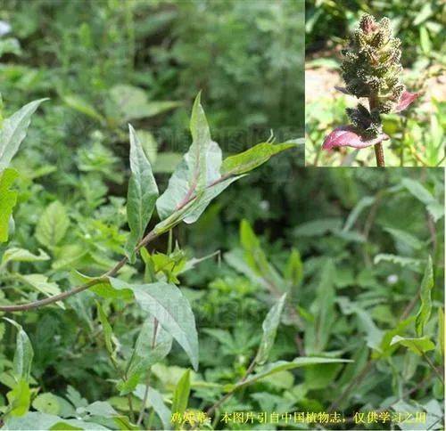 1,治神经性皮炎,牛皮癣:鲜鸡娃草,捣烂成糊状,涂敷局部,每日二次,三