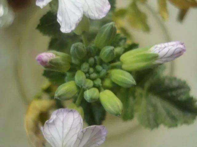 晒图| 水培白萝卜开花,像棵奇特的花纹菜!