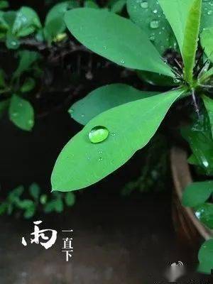 五味子文学268郑昌文与雨的一种关系