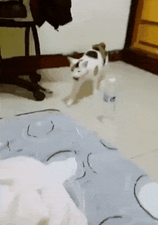 踩奶了踩奶了, 5毛一次, 不好不要钱 铲屎官都是骗纸!