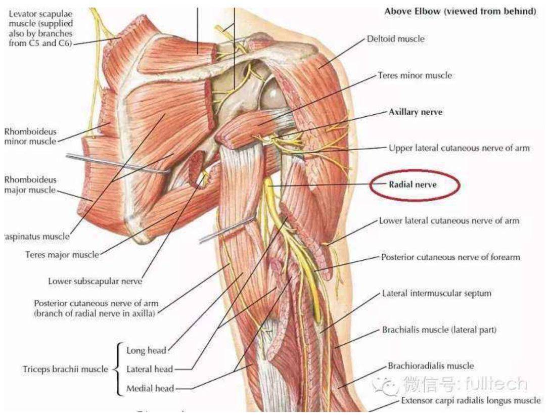 腋神经是臂丛的一条分支,由第5和第6颈神经前支的纤维组成, 从臂丛后