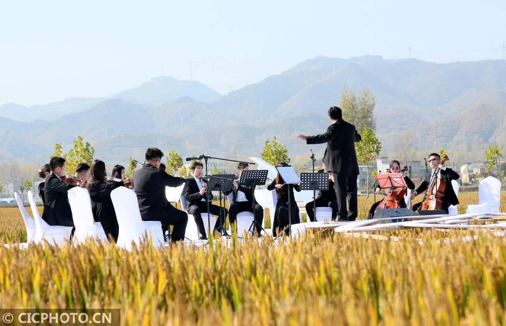 在河南省洛阳市汝阳县三屯镇举办首届稻田音乐节上拍摄的乐团演奏