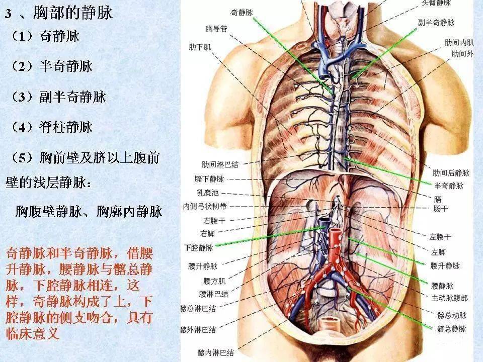 静脉-解剖图