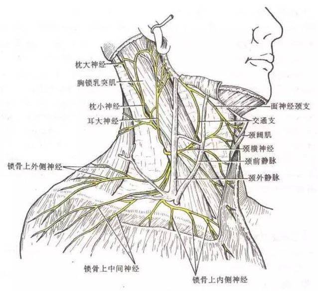 在胸锁乳突肌的胸骨头和锁骨头之间的凹陷.