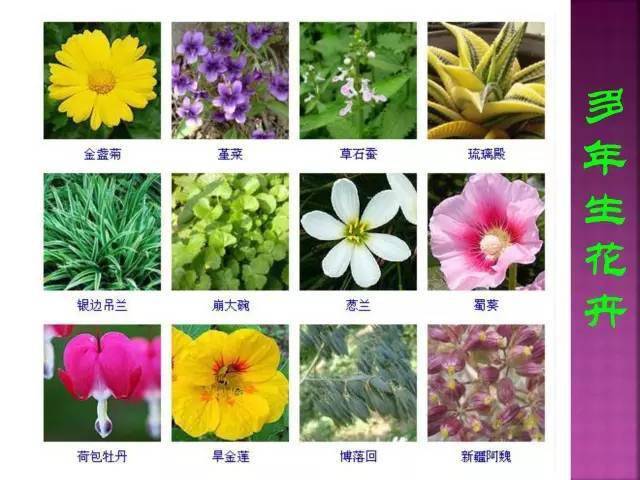 1332种超全常见花卉植物图谱你都认识吗